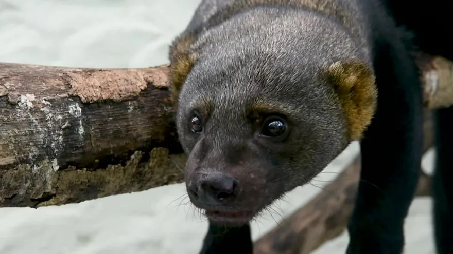 Animales silvestres como mascotas, amenaza para la fauna en Colombia