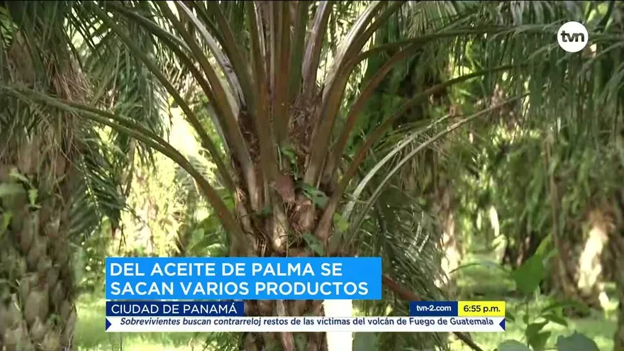 Panamá podría reactivar negocio de palmas aceiteras