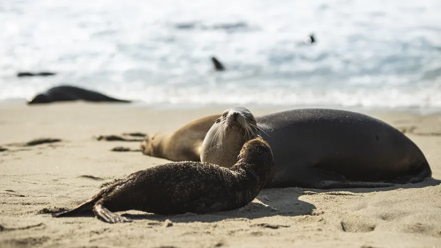 Foto ilustrativa de un grupo de focas