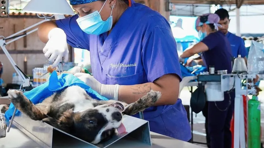 Spay Panamá realiza esterilización de un perro