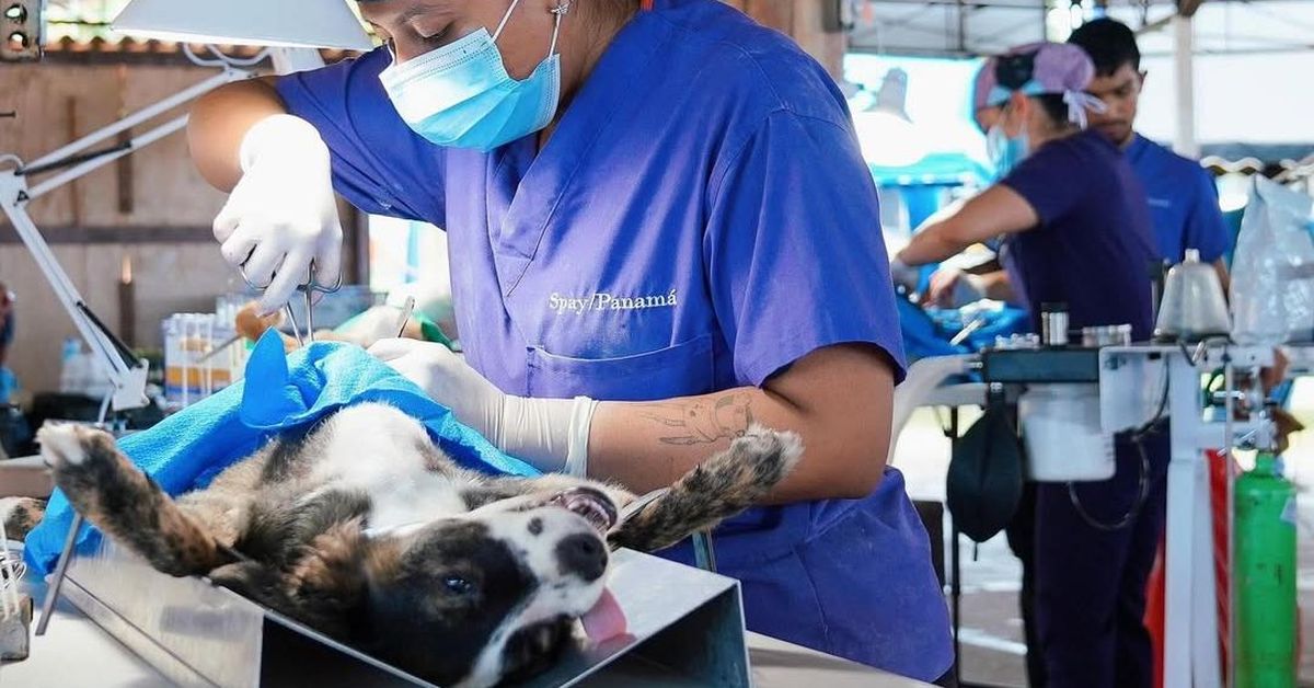 ¡Atención Colón! Spay Panamá realizará jornada de esterilización para perros y gatos ¿Cómo acceder a un cupo?