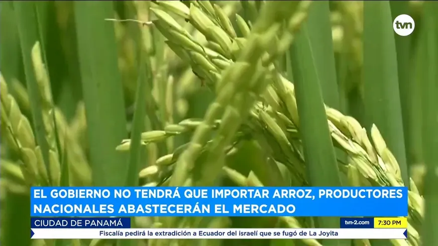Gobierno no tendrá que importar arroz, productores nacionales abastecerán