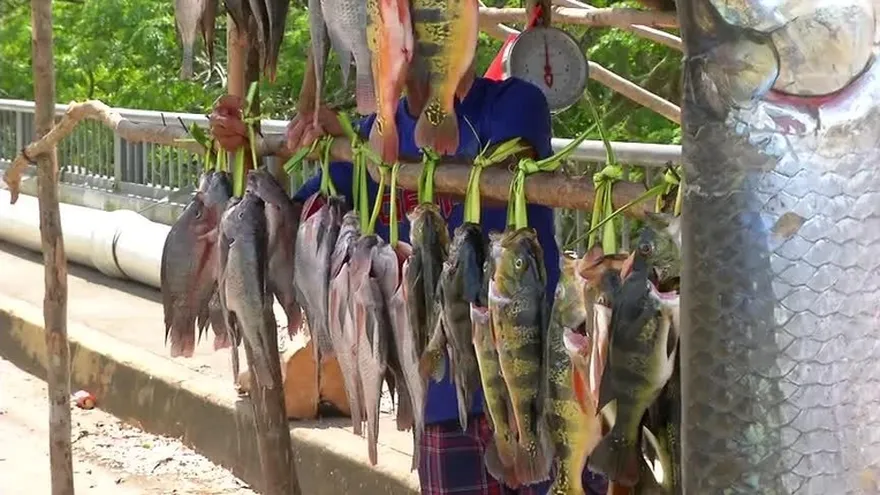 Desaparecen especies marinas por la pesca ilegal