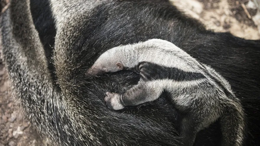 La diferenciación de las especies fue comprobada mediante análisis minuciosos de 33 muestras genéticas realizados por los investigadores de la ONG Projeto Tamandua (oso hormiguero en portugués)