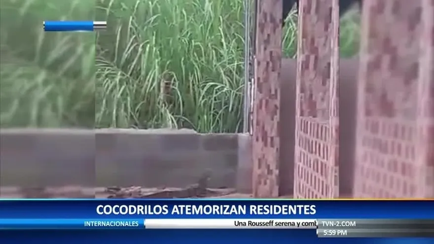 Lagartos se pasean en las residencias de Don Bosco