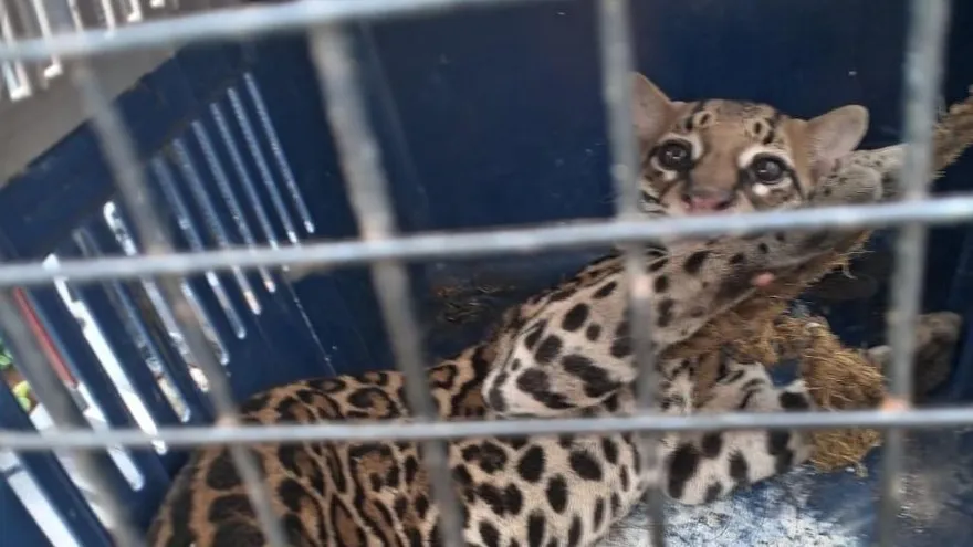 Oncelote rescatado en Colón