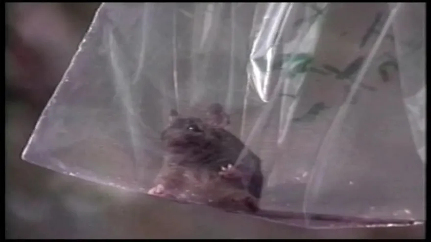 Se intensifican los casos de hantavirus