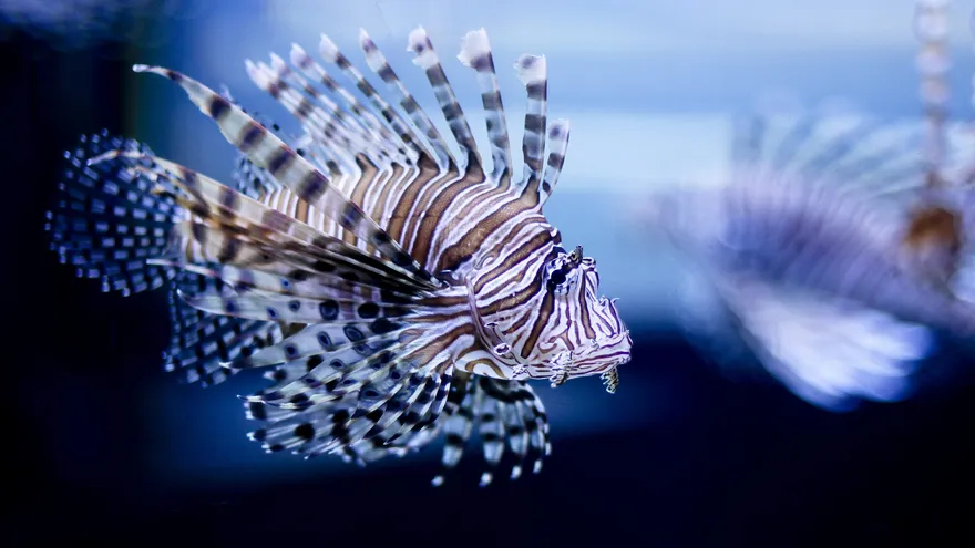 Fotografía de archivo fechada el 6 de enero de 2013 que muestra un ejemplar de Pez León (Pterois antennata) en el estanque de un acuario en Harbin (China)