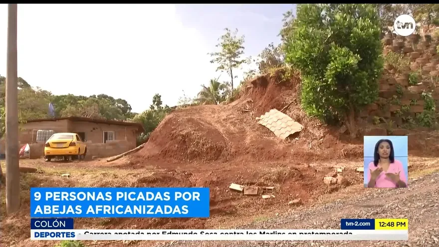 Abejas africanizadas atacan a personas en Colón