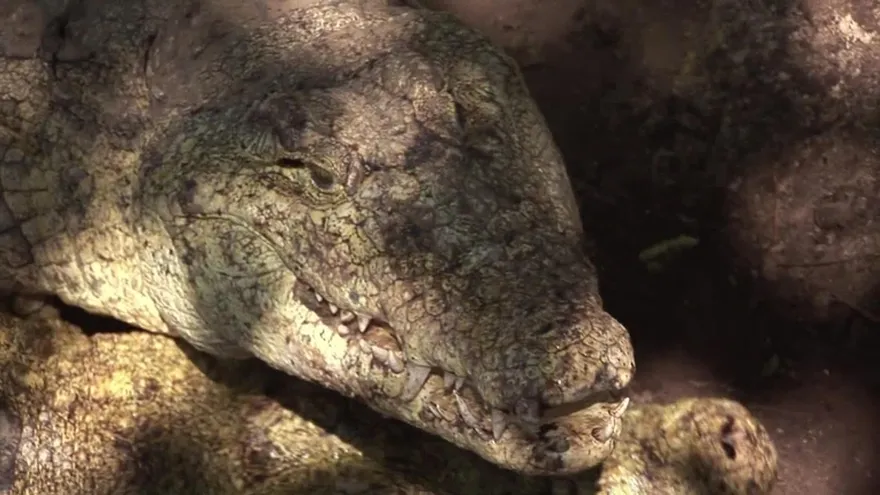 La cría de cocodrilos, nuevo negocio de Zimbabue