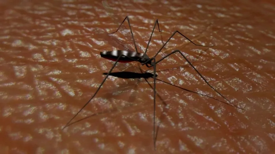 Videografía: El dengue
