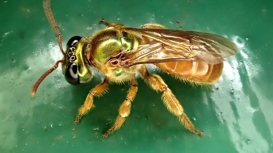 Tropical Bee's 'Chemical Spell' Reveals Clues to Origins of Social Life