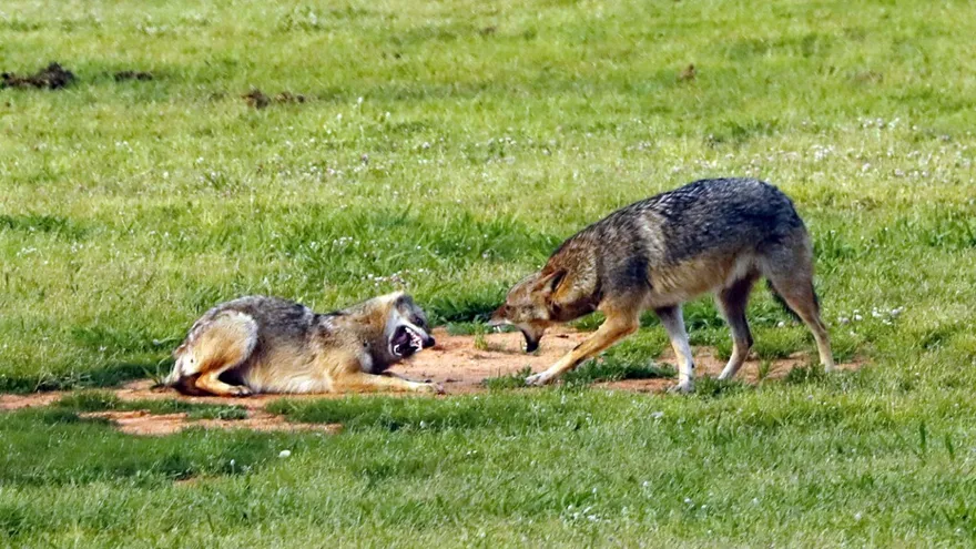 Dos chacales juegan en el desolado "Yarkon Park" en la ciudad de Tel Aviv en Israel.