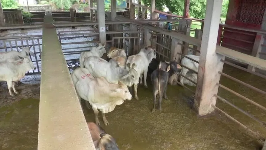 Matadero de Chorrera podría ser privatizado