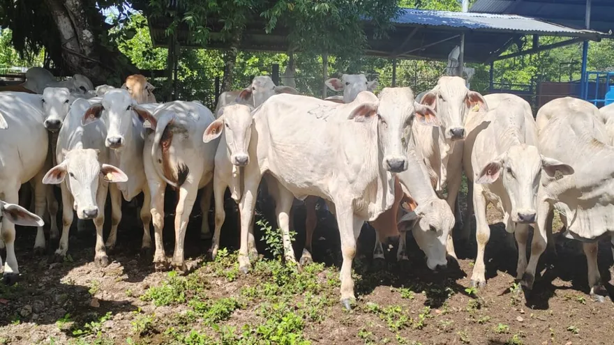 MIDA refuerza vigilancia sanitaria tras detectar primer caso de rabia silvestre en bovino en Veraguas