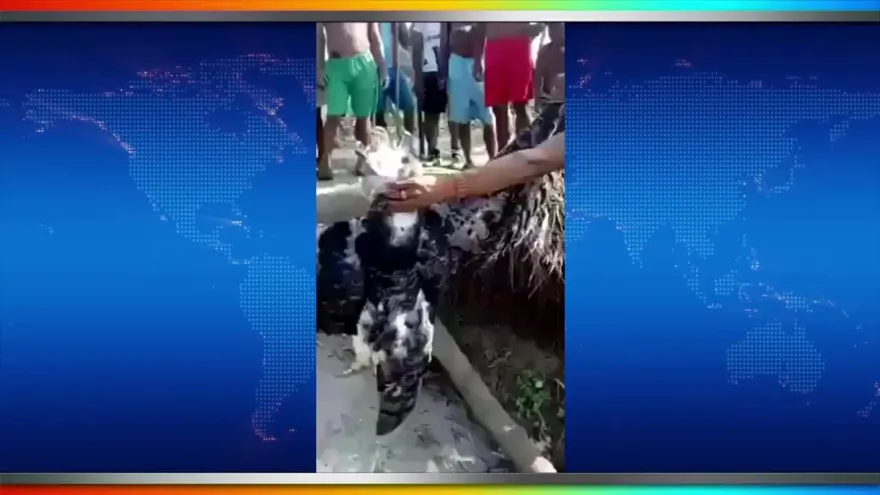 MiAmbiente condena caza de Águila Harpía