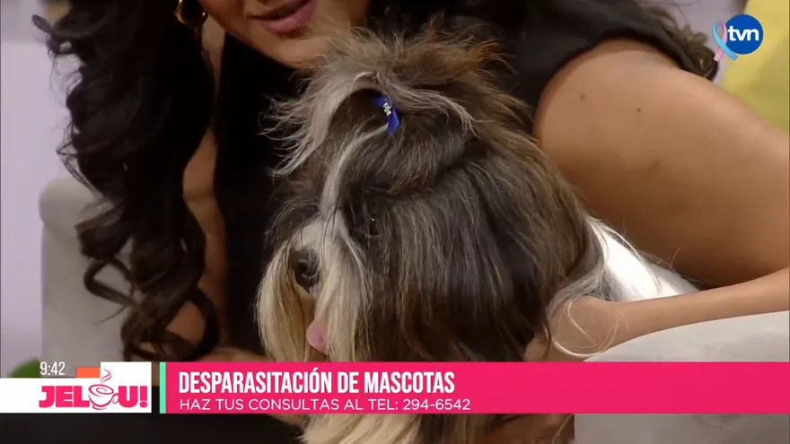 Tío Knino: desparasitación de mascotas