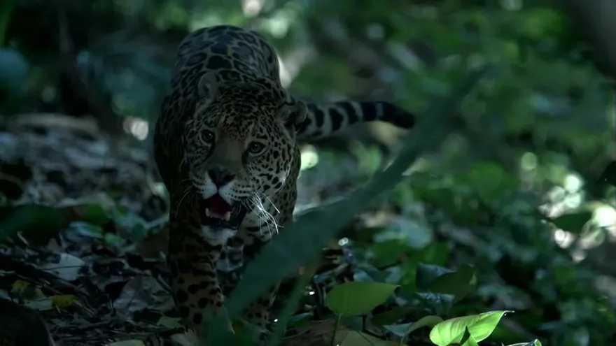 Población de jaguares de México crece 20% a 4.800 ejemplares