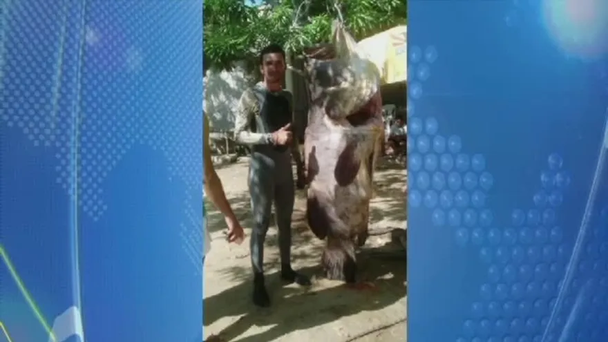 Atrapan en Colombia un pez de 150 kilogramos