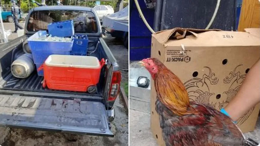 Desmantelan gallera clandestina en Boca la Caja; hay varios aprehendidos. Foto/Policía Nacional