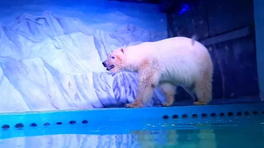 Campaña para salvar al oso polar más triste del mundo