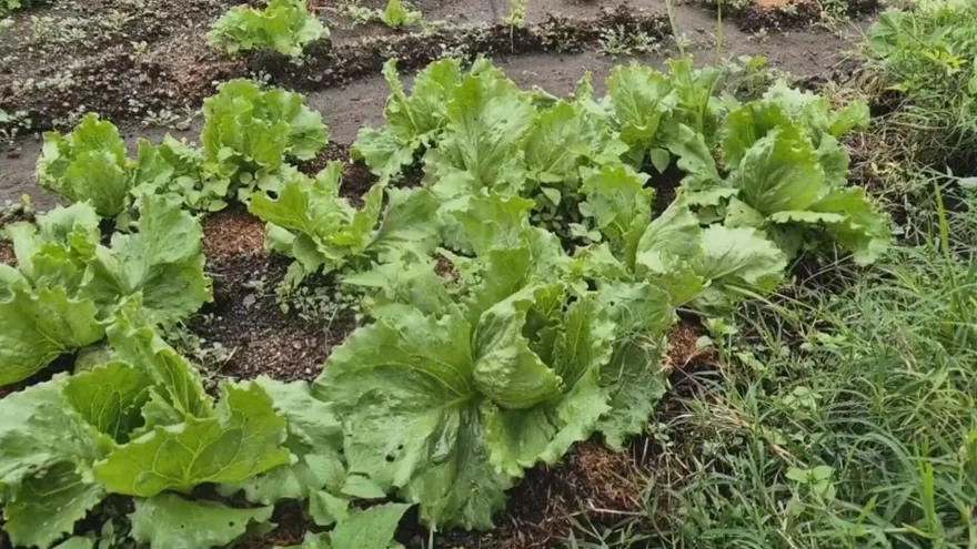 Producción de lechuga en Tierras Altas