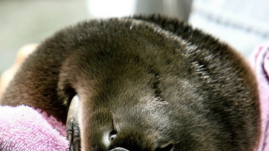 Un bebé ornitorrinco antes de que fuese transferido a su madriguera después de que emergiera por primera vez en el Zoológico de Taronga en Sydney.