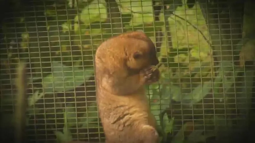 "El Nispero Valle de Antón"