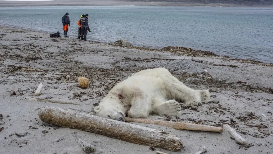 El oso polar cayó  muerto en la playa de Sjuøyane al norte de Spitzbergen, en Noruega.