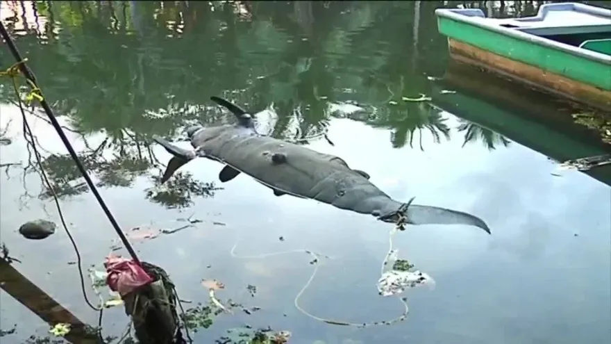 Muere un manatí en Bocas del Toro
