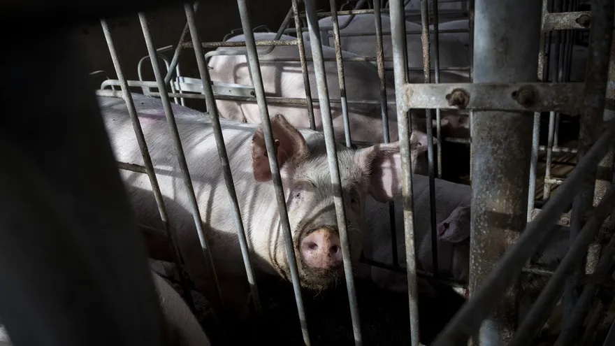 Spain Animal Livestock Swine Fever