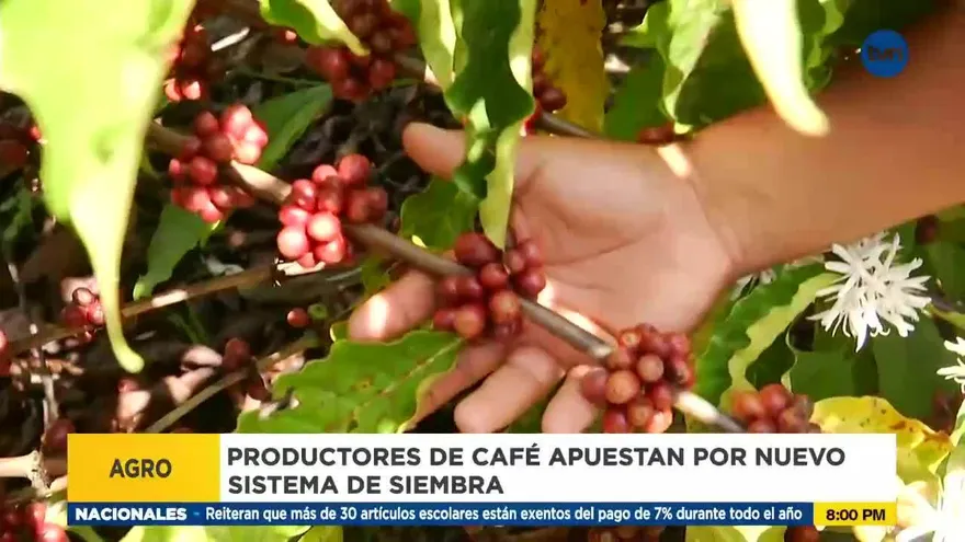 Productores de café en el norte de Penonomé con nuevo sistema de siembra