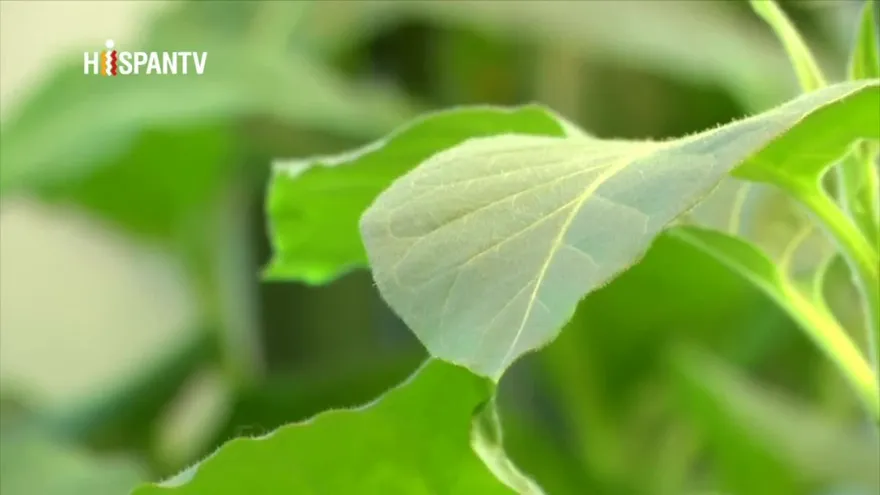 Desarrollan aplicación para detectar hongos en las plantas