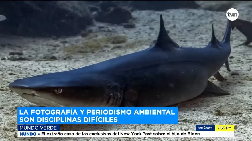 Mundo Verde: Fotografía de fauna salvaje