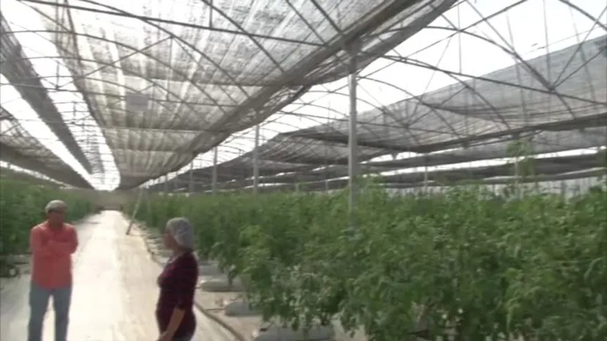 Producción de tomates y pimentones en invernadero