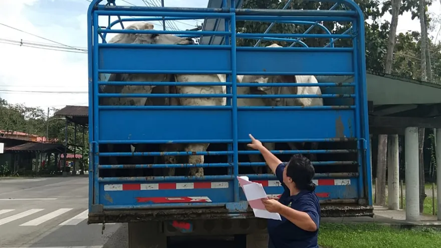 Personal del MIDA durante inspecciones en puestos de control agropecuario.
