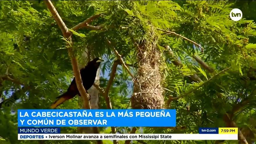 Mundo Verde: Oropéndola