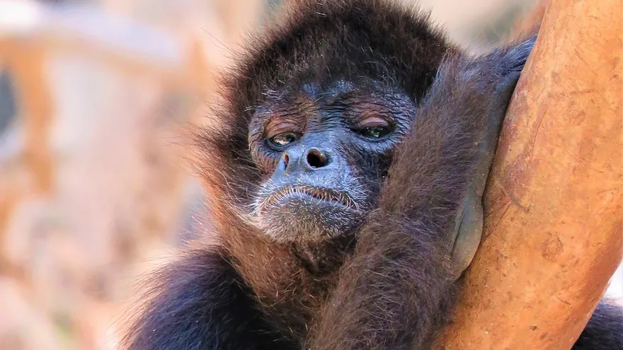 Imagen con fines ilustrativos de un mono araña, no corresponde al animal mencionado en la nota.