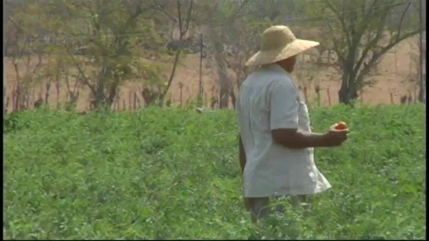 Se retrasa entrega de producción de tomates en Azuero