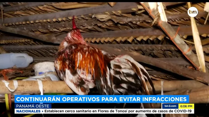 Cuatro detenidos en gallera clandestina en La Chorrera