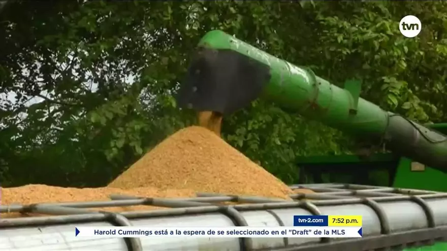Preocupación por posible falta de arroz en ferias del IMA