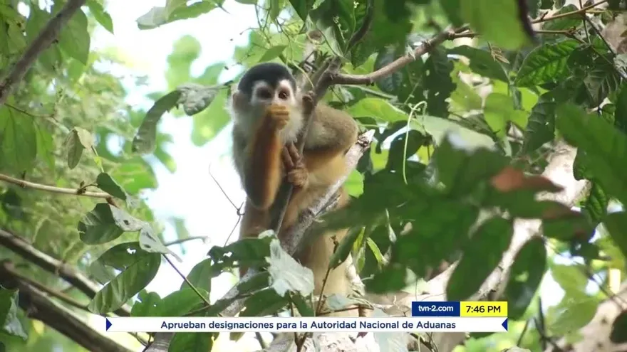 El mono tití chiricano