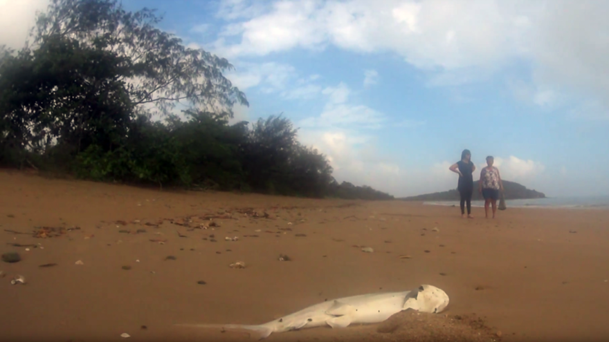Hallan tiburones muertos en playa de Australia