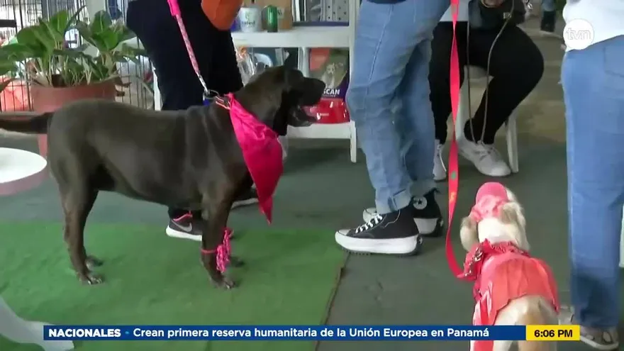 Feria de mascotas se realiza en Penonomé