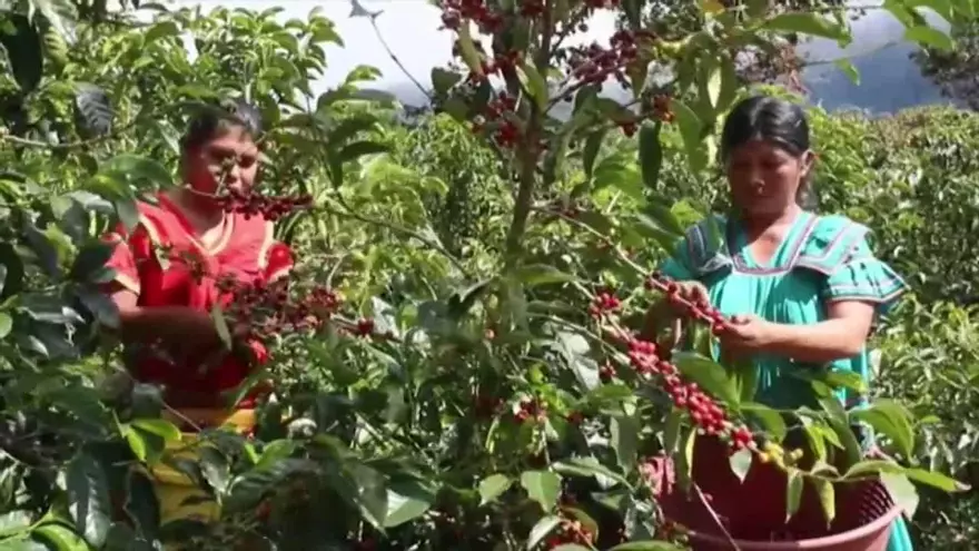 El café especial de Panamá busca la perfección