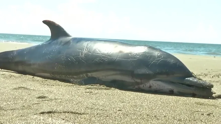 Encuentran delfín varada en Los Santos, autoridades investigan