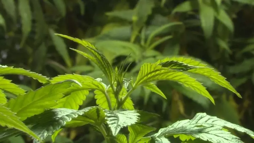 Uruguay, casi listo para producir marihuana legal
