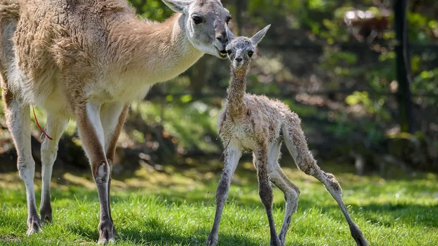 Animales en el Zoo de Praga