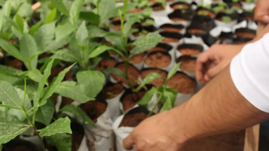 Miles de plantones se producen en este vivero institucional en la provincia de Veraguas