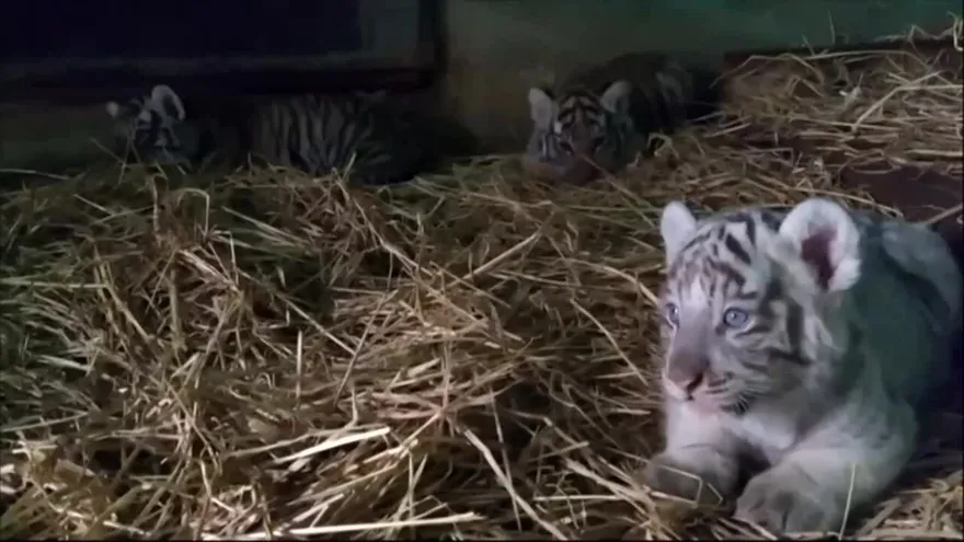 Zoológico de Perú busca nombres para tigresas nacidas en cautiverio